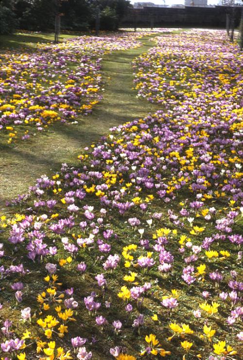 Floral Display at the Duthie Park