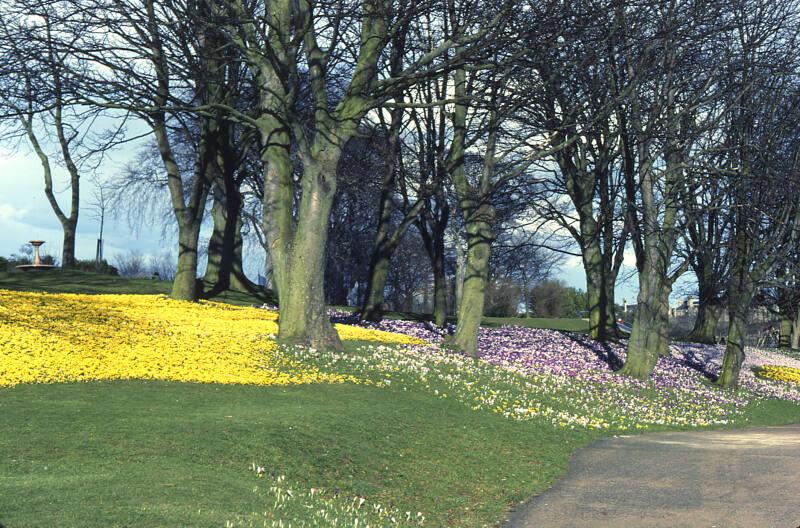 Floral Display at the Duthie Park