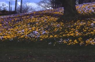 Floral Display at the Duthie Park