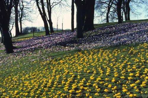 Floral Display at the Duthie Park