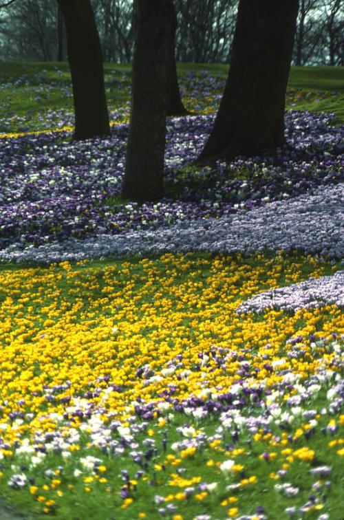 Floral Display at the Duthie Park