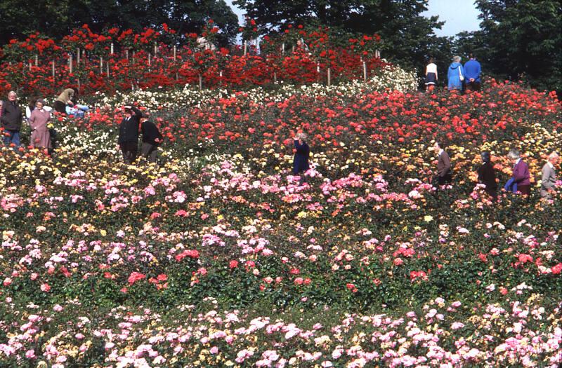 Display of Roses at Mound in the Duthie Park