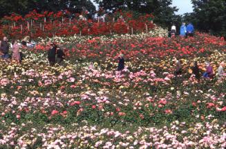 Display of Roses at Mound in the Duthie Park