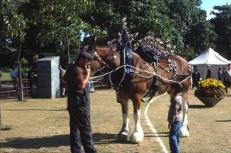 Heavy Horse at Duthie Park Show