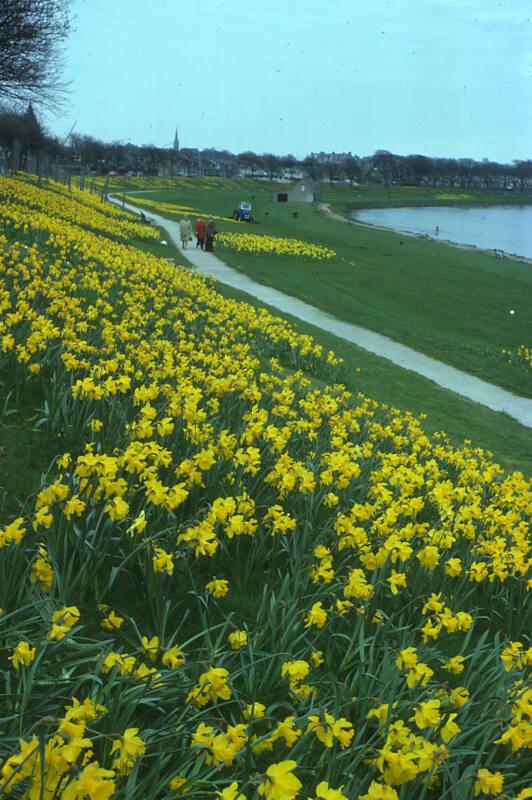 Floral Display on Banks of River Dee