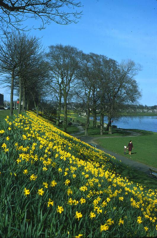 Floral Display on Banks of River Dee