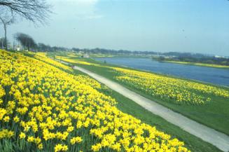 Floral Display on Banks of River Dee