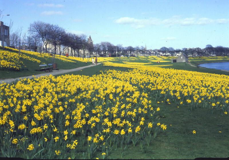 Floral Display on Banks of River Dee