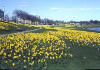 Floral Display on Banks of River Dee