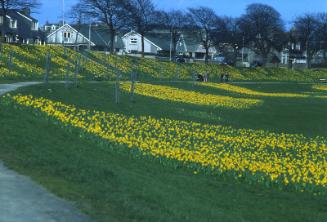 Floral Display on Banks of River Dee