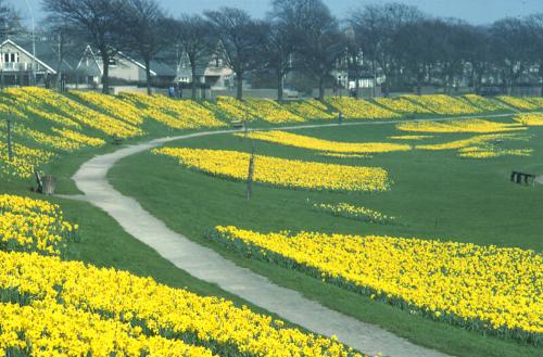 Floral Display on Banks of River Dee