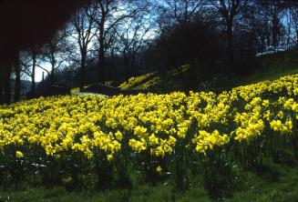 Floral Display on Banks of River Dee at Pack Bridge