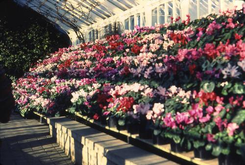 Winter Gardens Duthie Park