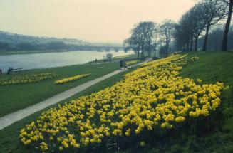 Floral Display on Banks of River Dee