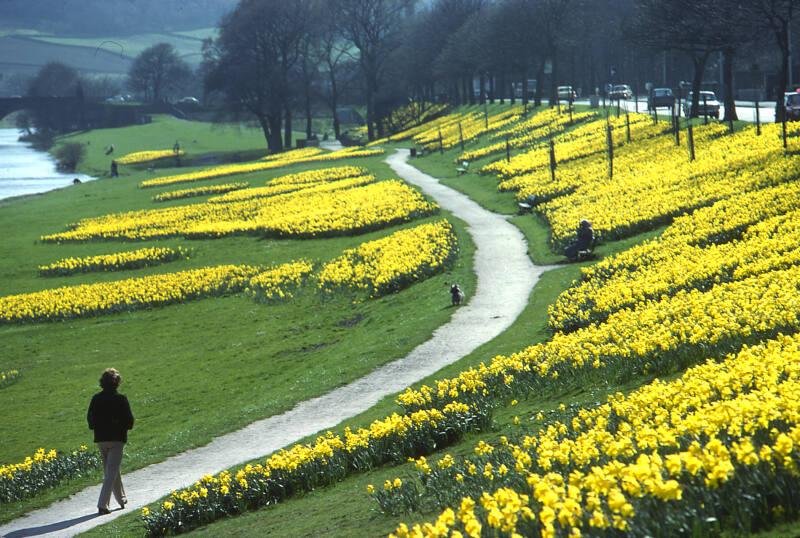 Floral Display on Banks of River Dee