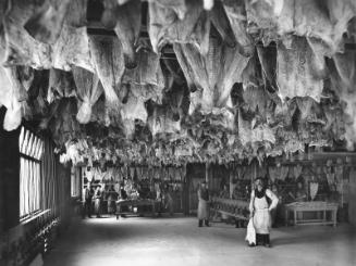 Photograph Showing Artificial Drying Of Salt Fish At Esplanade Curing Works, Aberdeen