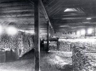 Three Identical Black and white photographs Showing Salt Curing And Storingof Fish In No. 1 War…