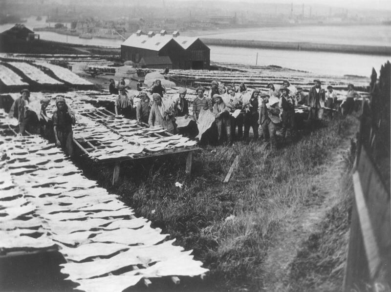 Three Identical Photographs Showing Saltfish Drying At Balnagask Drying Station, Aberdeen