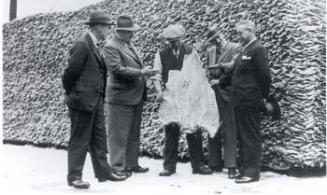 Two Identical Black and white photographs Showing Men Examining A Big Driedsalt Fish At William…