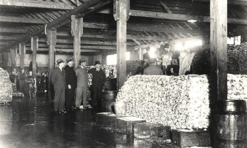 Black and white photograph Showing Split Fish Stacked To Let Salt Penetrate At Williamson & Co