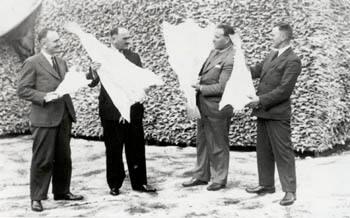 Black and white photograph Showing Four Men With Large Dried Salt Fish At Williamson & Co