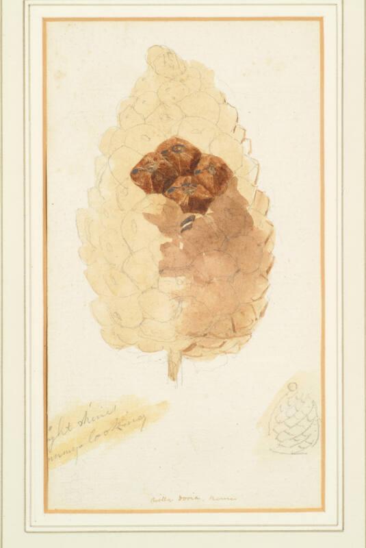 Study Of A Pine Cone - Villa Doria, Rome