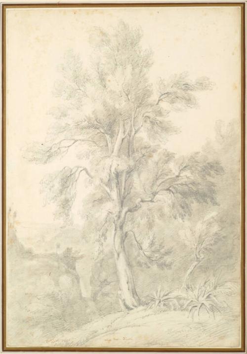 Olive Tree, Tivoli