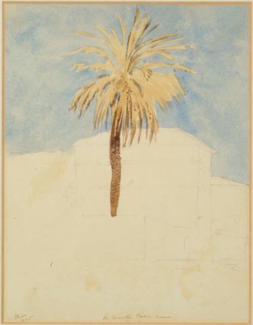 On Monte Calio, Rome - Palm Tree