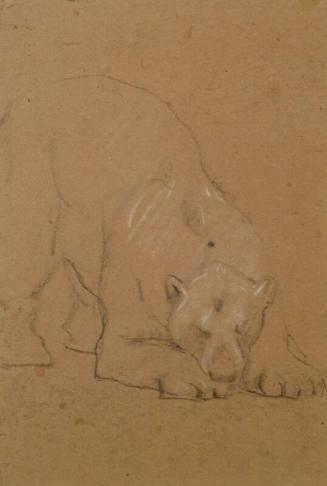 Study of a  Bear