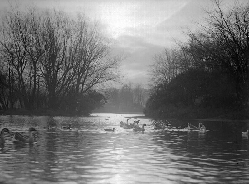 Birds in Pond at Duthie Park