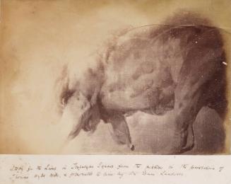 Photograph of 'A study of Landseer's Lions' by Millais, from an album compiled by Sir John Everett Millais