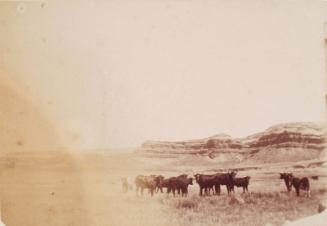 Landscape with Cattle, South Africa, from an album compiled by Sir John Everett Millais
