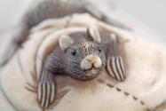 Japanese Rat on a Cushion Netsuke