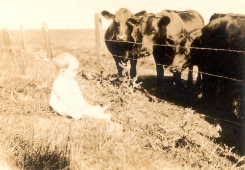 Baby Alexander T.Mackay with Cattle