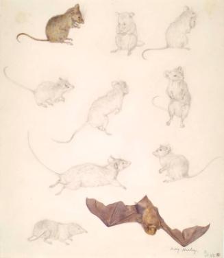 Studies of Mice, a Shrew and a Bat