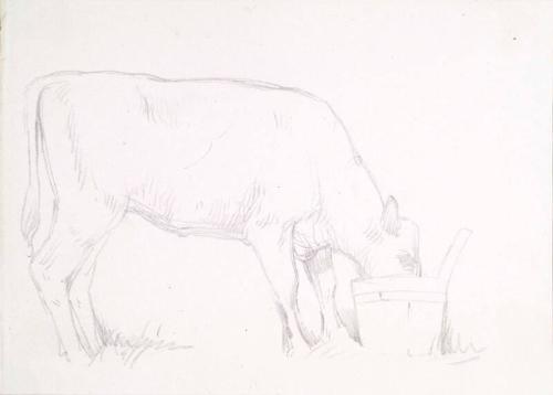 A Cow Drinking from a Wooded Pail