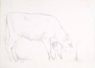 A Cow Drinking from a Wooded Pail