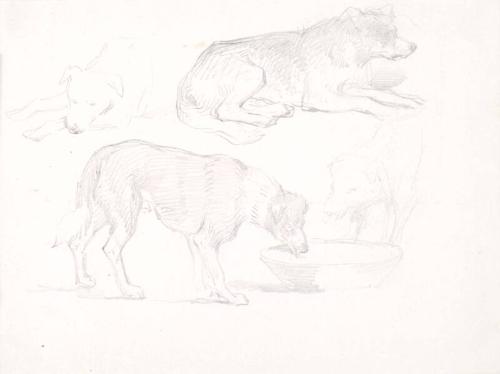 Studies of a Dog