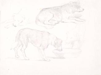 Studies of a Dog