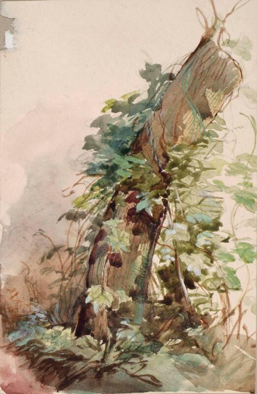Ivy Covered Tree Stump
