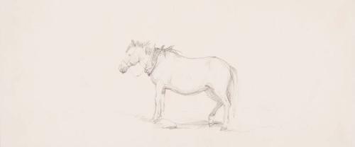 Study of a Horse