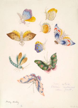 Studies of Butterflies