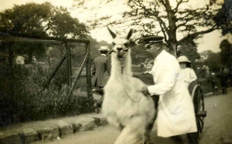 Llama at Edinburgh Zoo