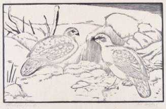 Ptarmigan, Winter