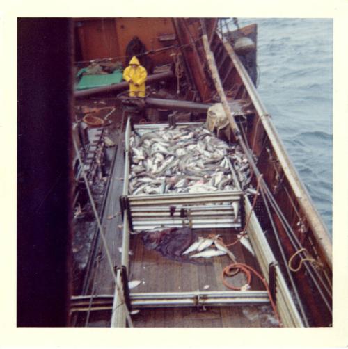 Colour photograph looking down on deck at fish in pens