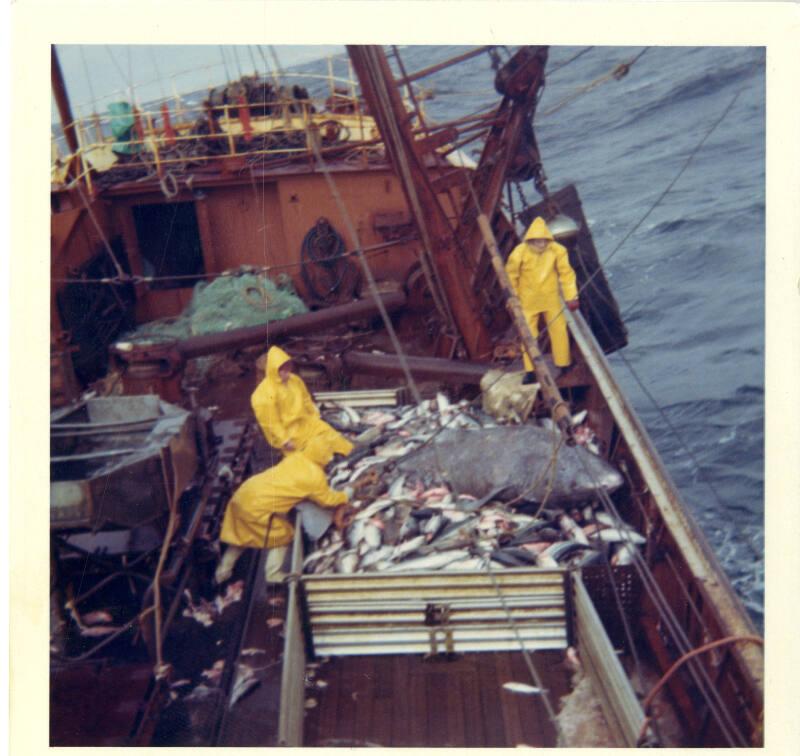 Colour photograph looking down on deck at men working at fish pens