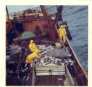 Colour photograph looking down on deck at men working at fish pens