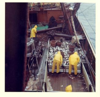 Colour photograph looking down on deck at men working at fish pens