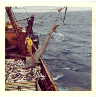 Colour photograph showing very large fish being landed