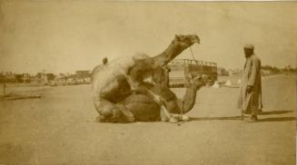 Camels Mating